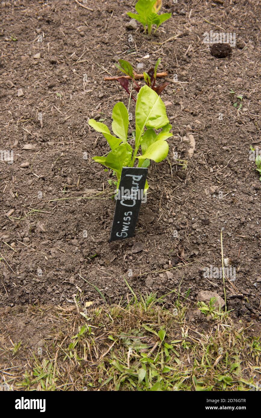 Étiquette d'identification ou panneau pour le Chard suisse biologique cultivé à la maison (Beta vulgaris subsp. Vulgaris) poussant sur un allotement dans un jardin de légumes Banque D'Images