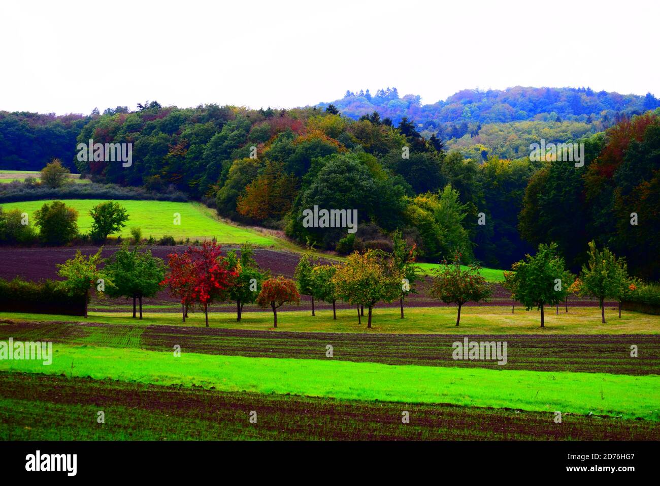Couleurs de l'Eifel automne Banque D'Images