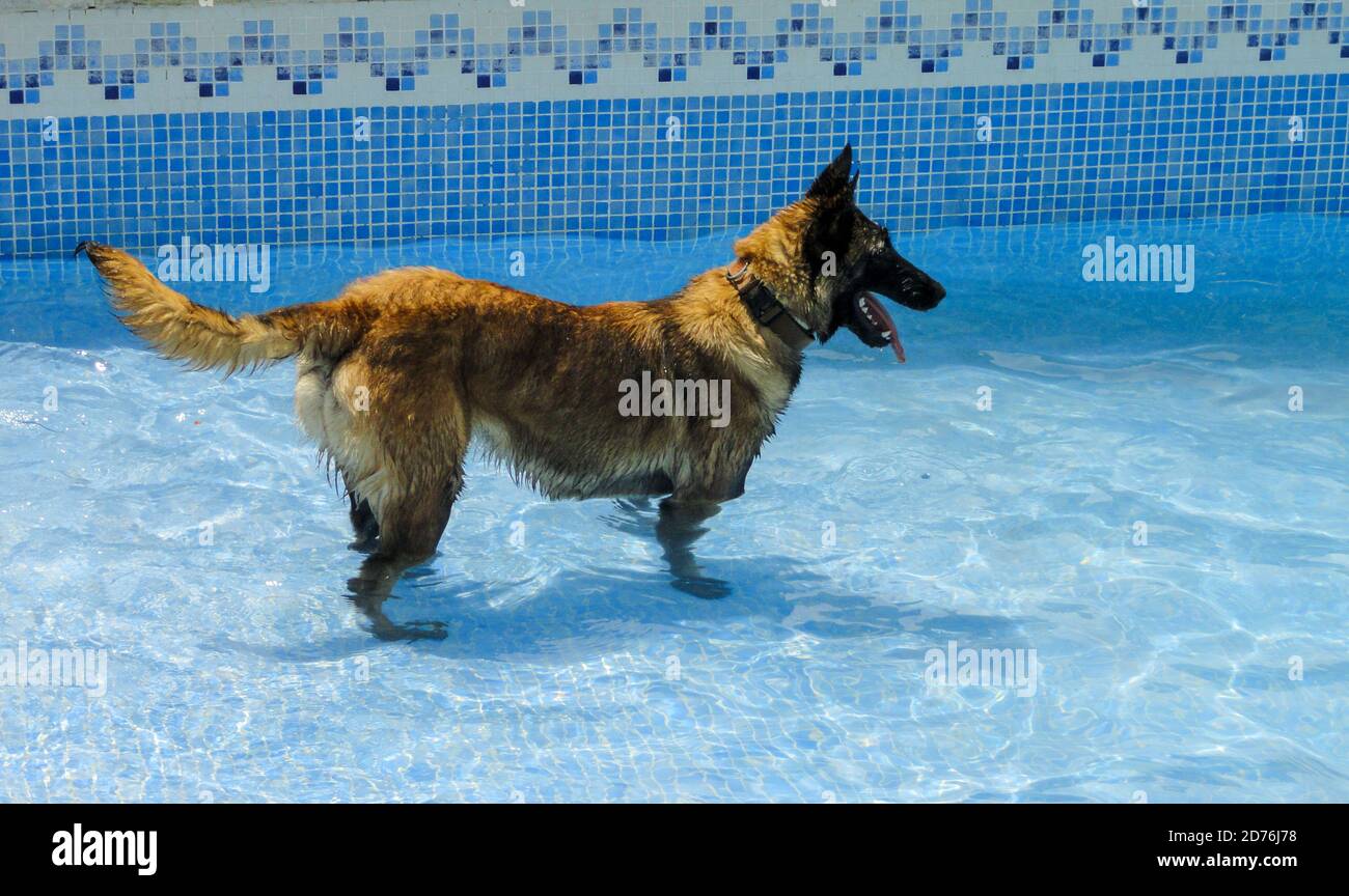 Photo d'un chien de berger est-européen mignon dans une eau piscine Banque D'Images