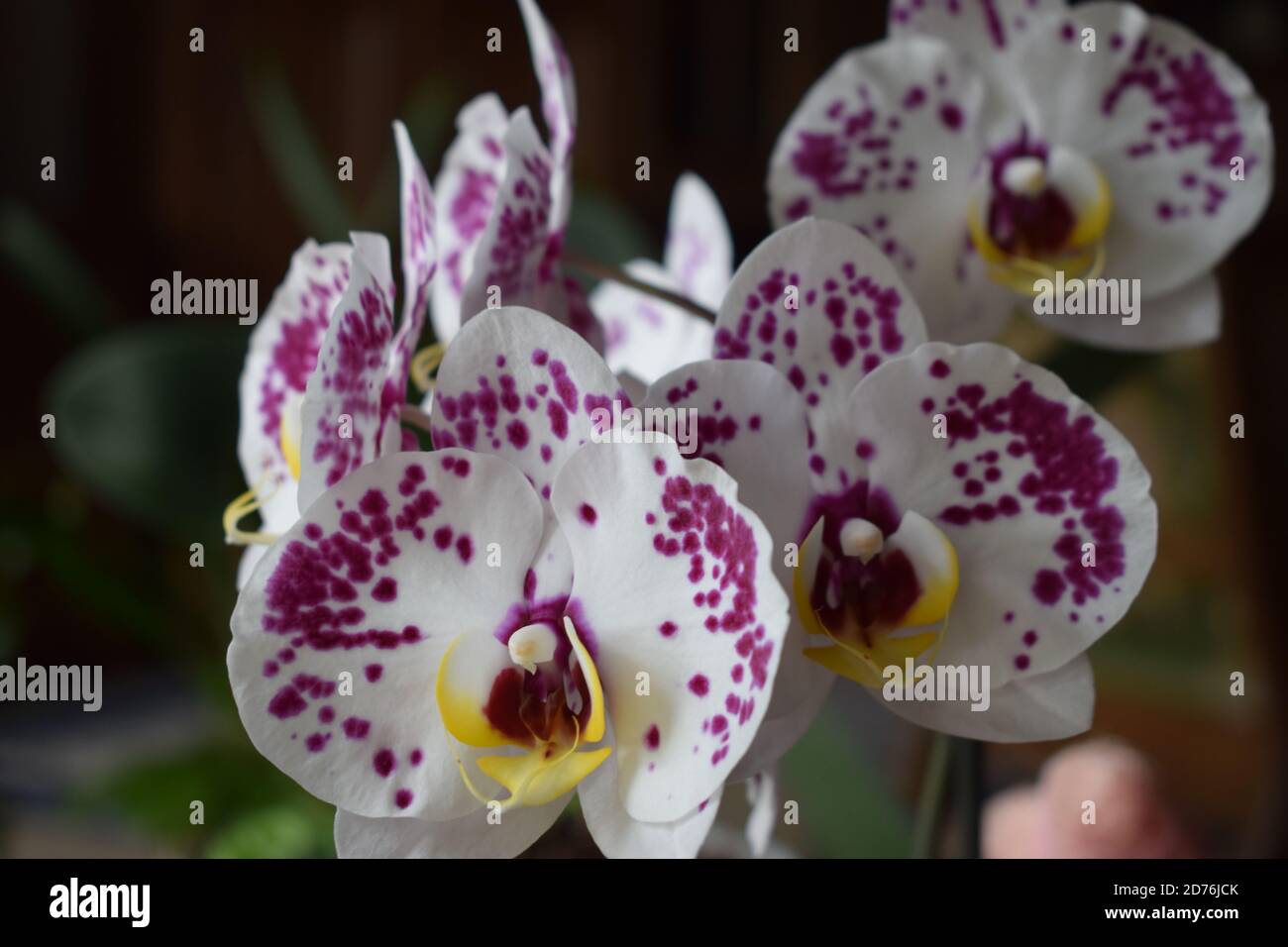 orchidée blanche à pois roses Banque D'Images
