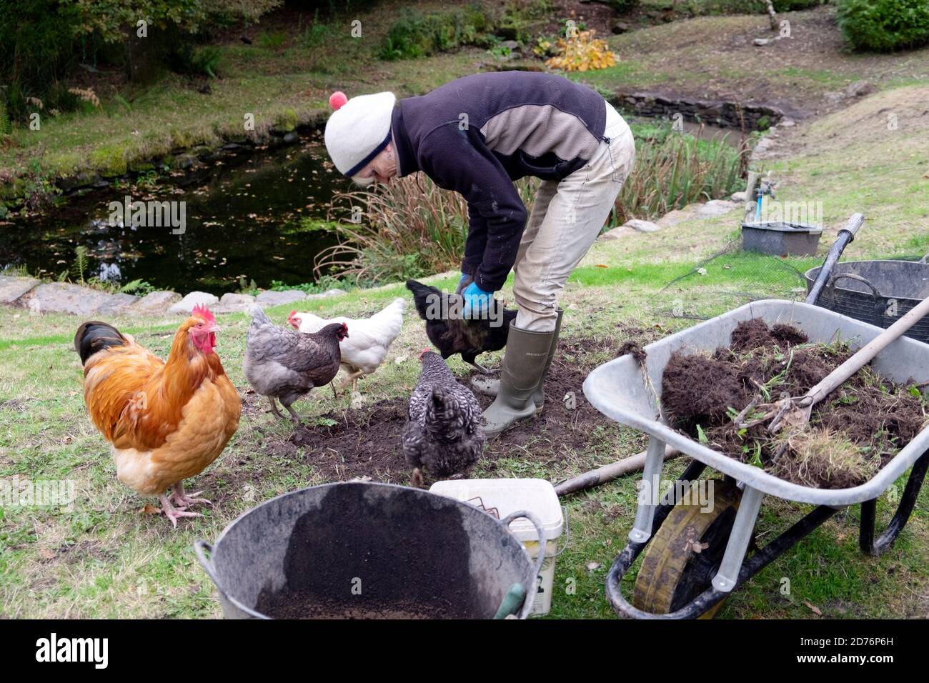 Femme faisant prairie de fleurs sauvages dans le jardin avec des poulets de gamme libre Poules coq en octobre jardin rural Carmarthenshire West Wales Royaume-Uni KATHY DEWITT Banque D'Images