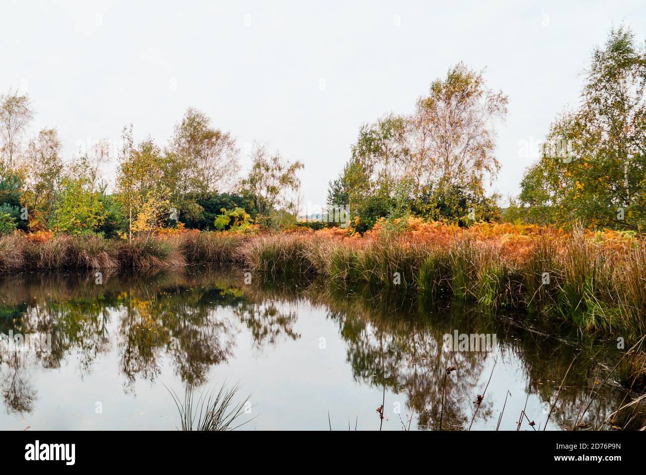 Couleurs d'automne lors d'un jour couvert à Wolverton, Norfolk, Royaume-Uni. Banque D'Images