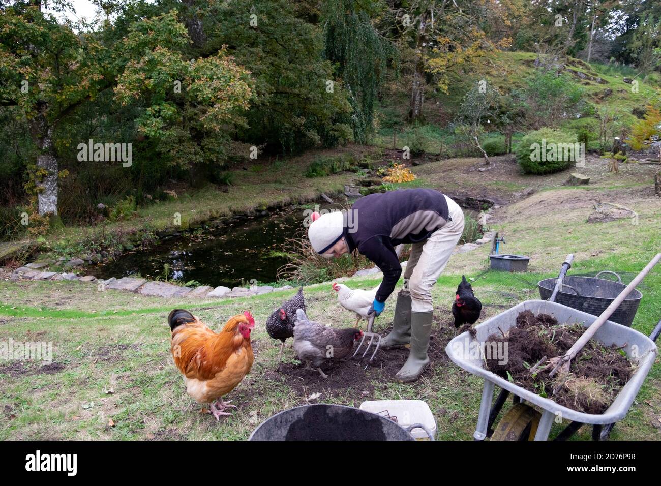 Femme faisant prairie de fleurs sauvages dans le jardin avec des poulets de gamme libre Poules coq en octobre jardin rural Carmarthenshire West Wales Royaume-Uni KATHY DEWITT Banque D'Images