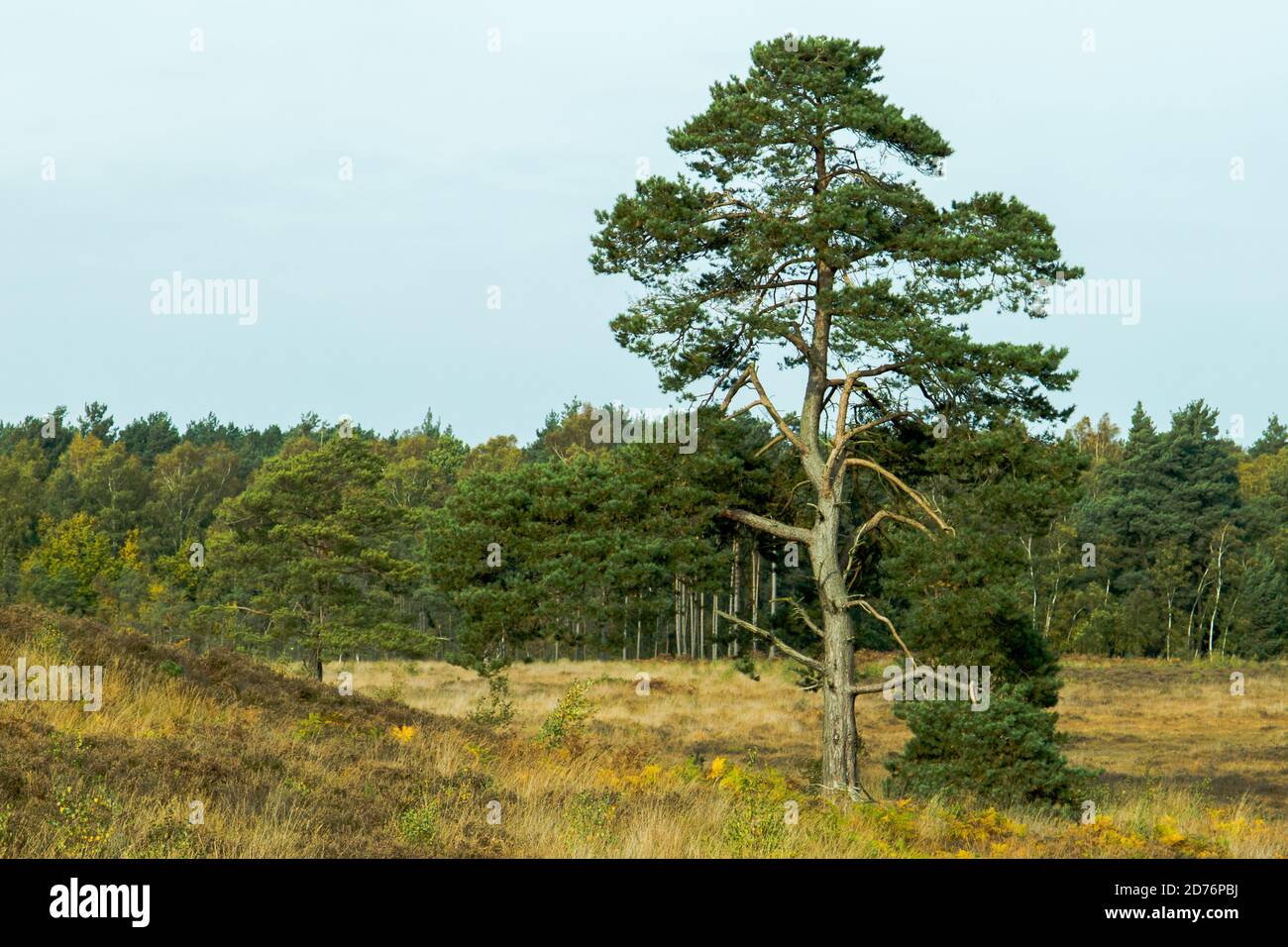 Arbre isolé dans la campagne à Wolverton, Norfolk, Royaume-Uni. Banque D'Images