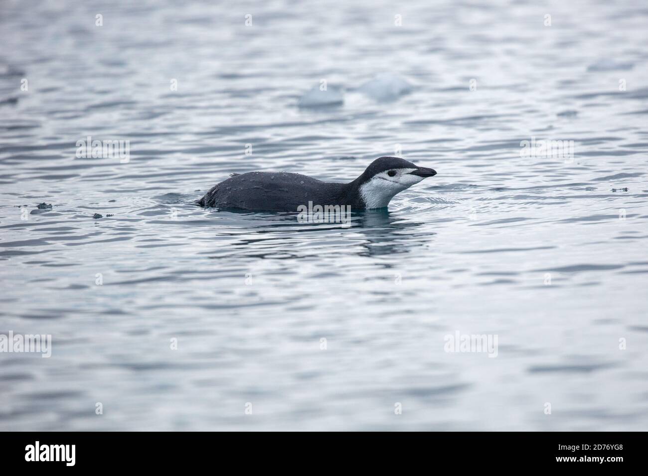 Gamla (Pygoscelis antarctica). Ces oiseaux se nourrissent presque exclusivement de krill. Ils vivent dans l'Antarctique et îles de l'Antarctique. Ils migra Banque D'Images