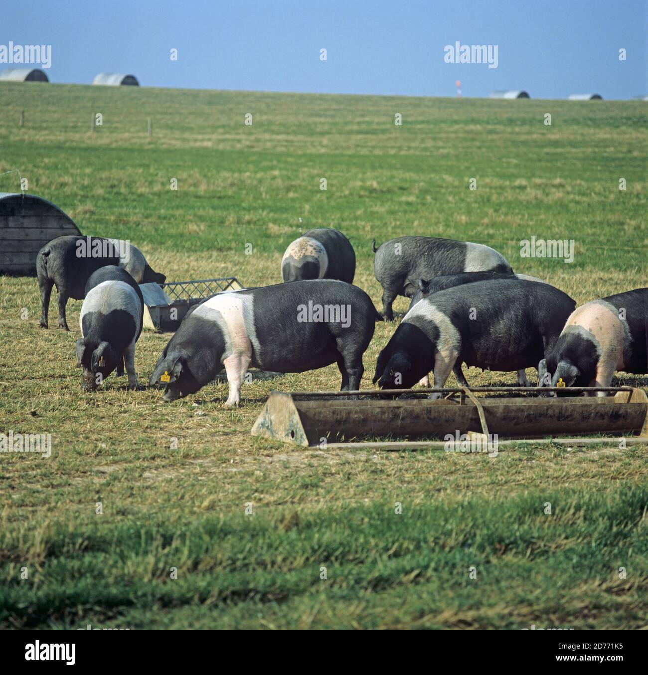 Porcs britanniques à dos de selle en plein air avec des arks et des mangeoires, Hampshire, Banque D'Images