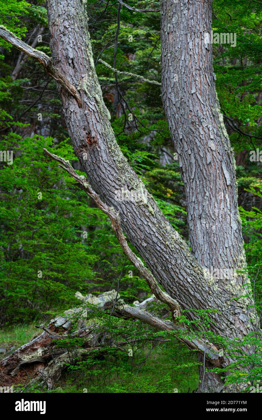 Arbre lenga, Nothofagus pumilio, baie de Wulaia, île de Navarino, canal Murray, canal Beagle, archipel de Tierra del Fuego, Magallanes et Anta chilienne Banque D'Images