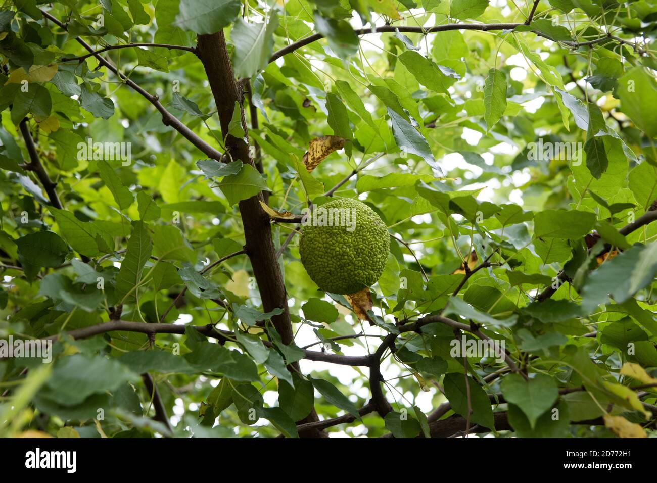 Osage-orange, haie-pomme, pomme-cheval, bodark ou Bodock fruits et feuilles (Maclura pomifera), Moraceae. Banque D'Images
