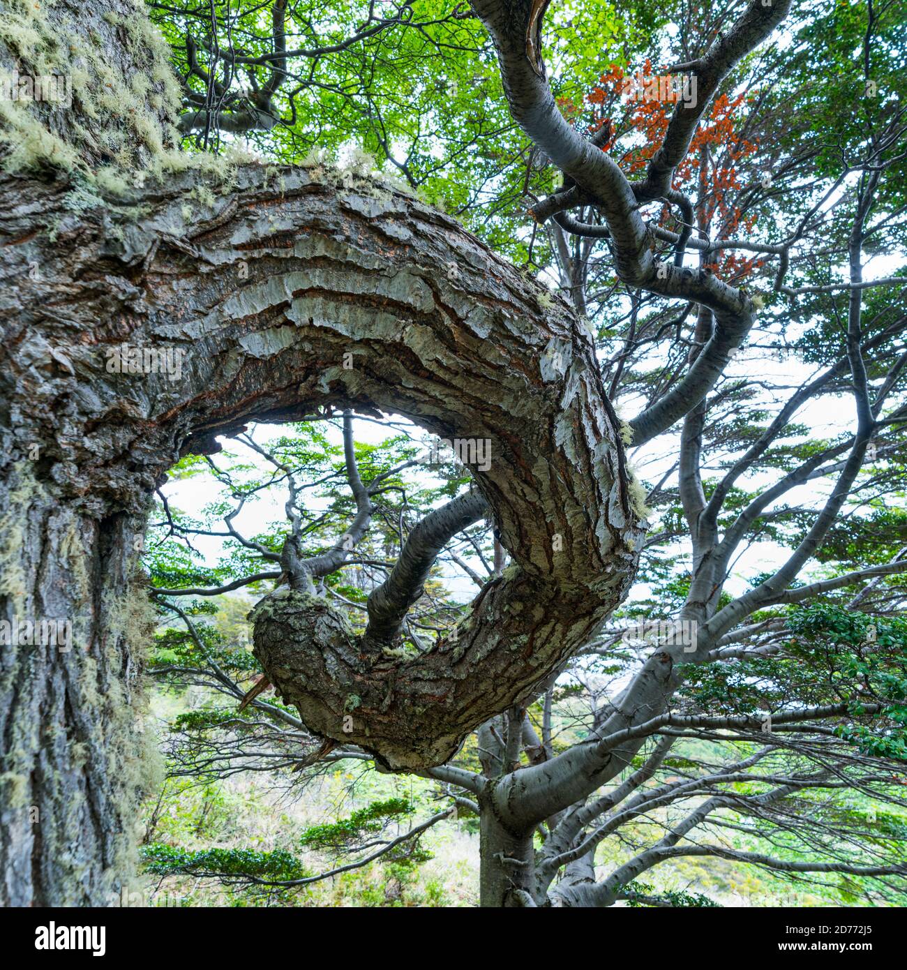 Arbre lenga, Nothofagus pumilio, baie de Wulaia, île de Navarino, canal Murray, canal Beagle, archipel de Tierra del Fuego, Magallanes et Anta chilienne Banque D'Images
