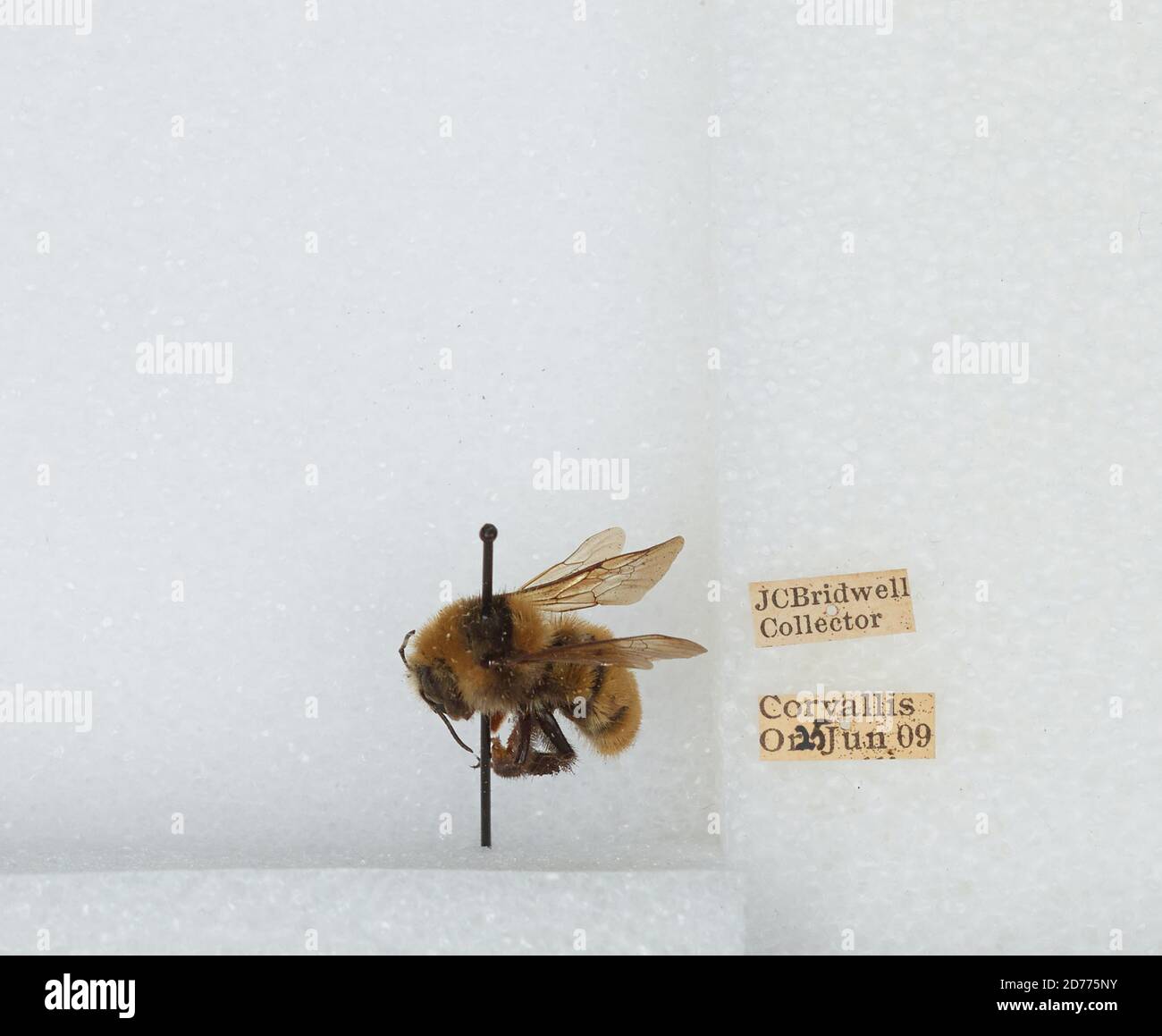 Corvallis, Benton, Oregon, États-Unis, Bombus (Subterraneobombus) appositus Cresson, 1878, Animalia, Arthropoda, Insecta, Hyménoptères, Apidae, Apinae Banque D'Images