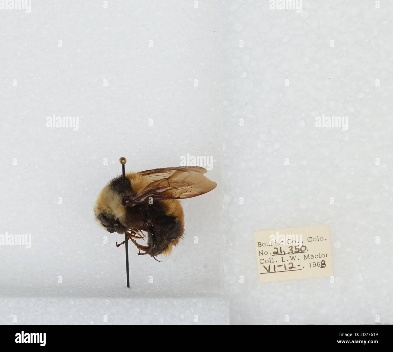 Boulder, Colorado, États-Unis, Bombus (Subterraneobombus) appositus Cresson, 1878, Animalia, Arthropoda, Insecta, Hyménoptères, Apidae, Apinae Banque D'Images