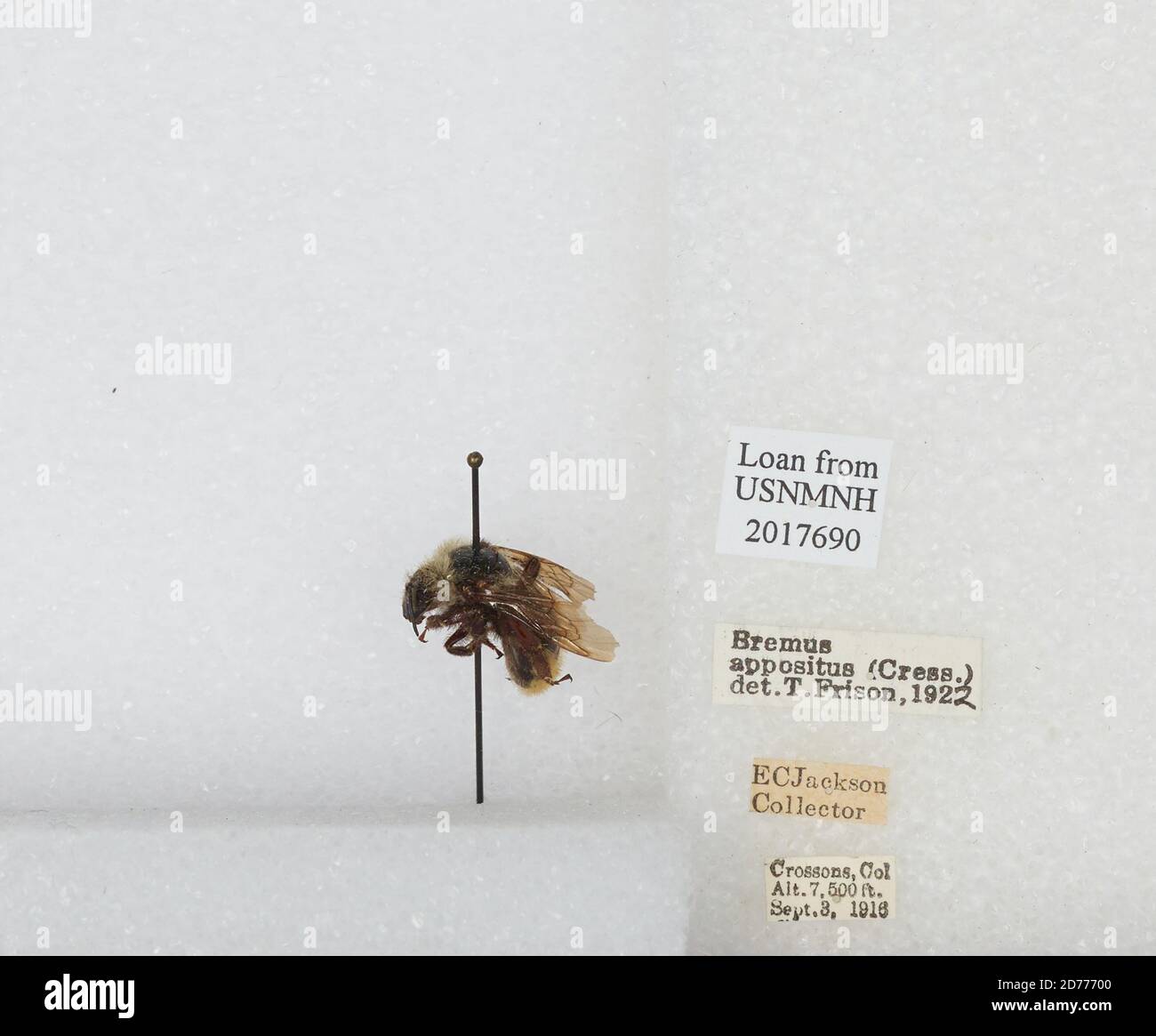Crossons, Jefferson, Colorado, États-Unis, Bombus (Subterraneobombus) appositus Cresson, 1878, Animalia, Arthropoda, Insecta, Hyménoptères, Apidae, Apinae Banque D'Images