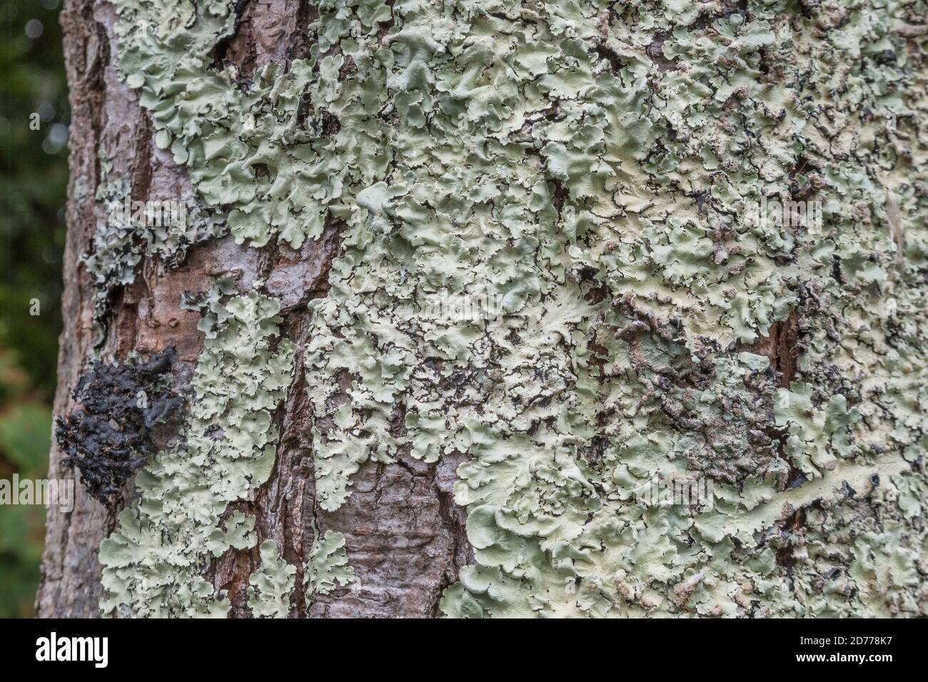 Surface du tronc d'arbre recouvert de lichens folieux vert pâle poussant sur l'écorce. Lichens britanniques, lichens à feuilles plates, lichens couverts. Banque D'Images