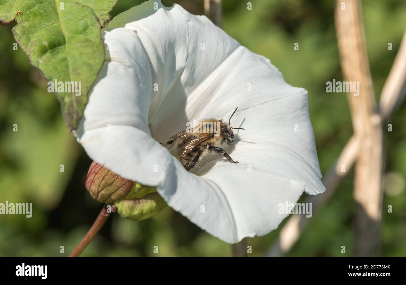 Abeille solitaire / APIs mellifera recherche sur la fleur blanche de la haie Bindweed / Calystegia sepium au soleil. Pour les mauvaises herbes et les abeilles domestiques au Royaume-Uni. Banque D'Images