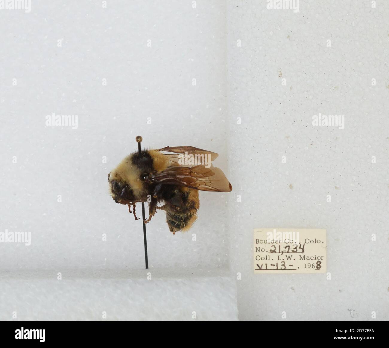 Boulder, Colorado, États-Unis, Bombus (Subterraneobombus) appositus Cresson, 1878, Animalia, Arthropoda, Insecta, Hyménoptères, Apidae, Apinae Banque D'Images