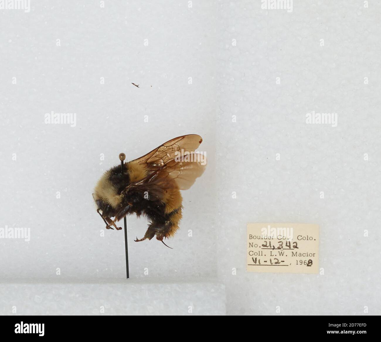 Boulder, Colorado, États-Unis, Bombus (Subterraneobombus) appositus Cresson, 1878, Animalia, Arthropoda, Insecta, Hyménoptères, Apidae, Apinae Banque D'Images