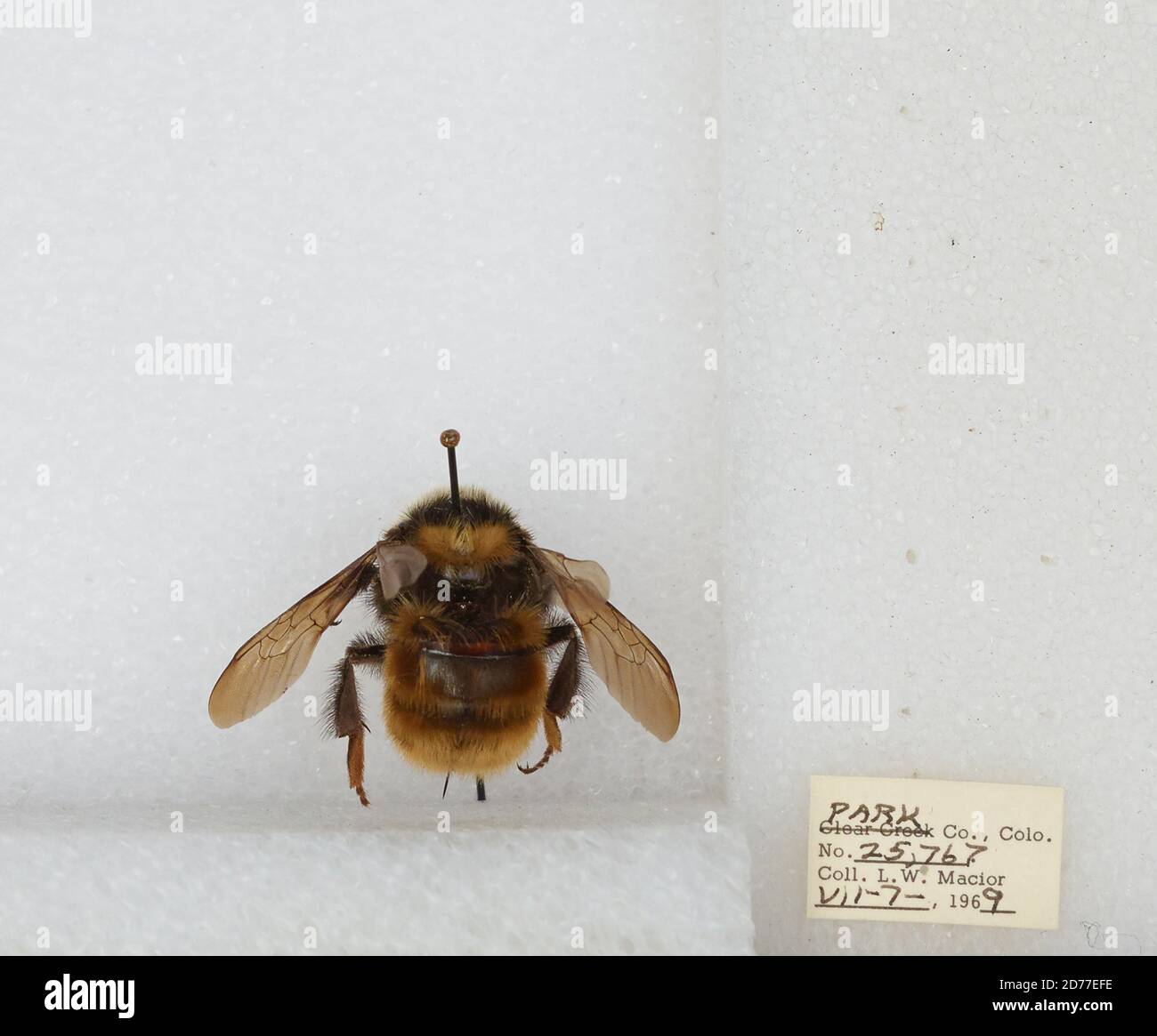 Park, Colorado, États-Unis, Bombus (Subterraneobombus) appositus Cresson, 1878, Animalia, Arthropoda, Insecta, Hyménoptères, Apidae, Apinae Banque D'Images