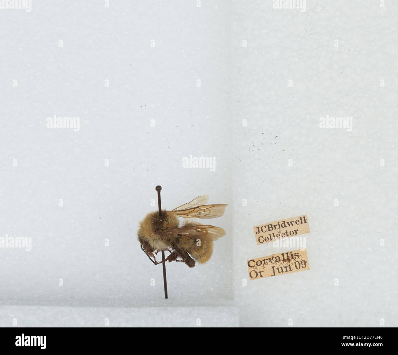 Corvallis, Benton, Oregon, États-Unis, Bombus (Subterraneobombus) appositus Cresson, 1878, Animalia, Arthropoda, Insecta, Hyménoptères, Apidae, Apinae Banque D'Images