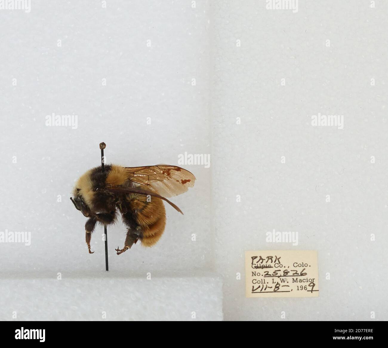 Park, Colorado, États-Unis, Bombus (Subterraneobombus) appositus Cresson, 1878, Animalia, Arthropoda, Insecta, Hyménoptères, Apidae, Apinae Banque D'Images