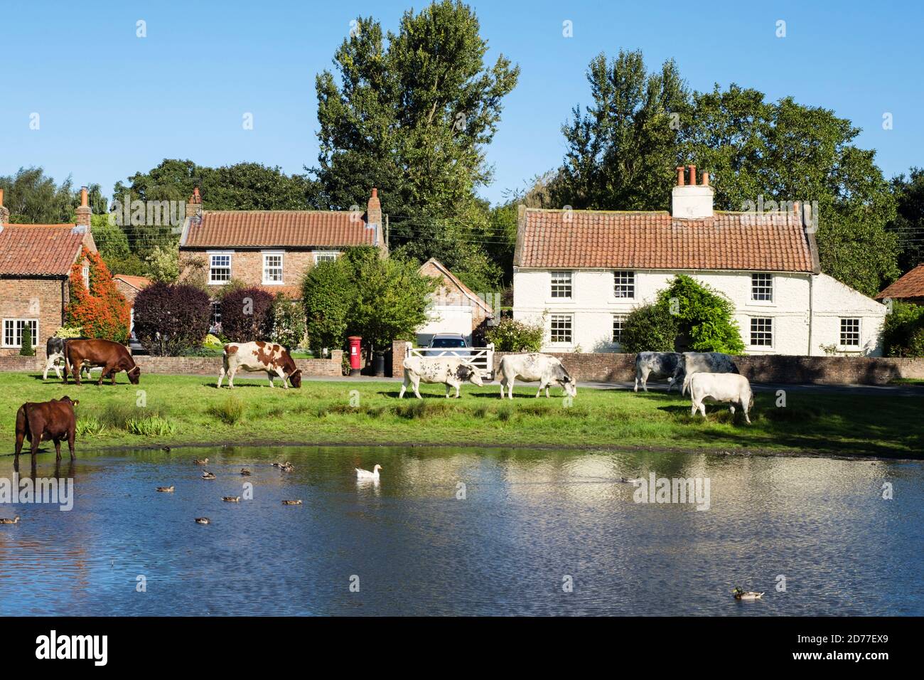 Élevage de bétail gratuit paître par un étang de canard sur un village pittoresque vert. Nun Monkton, York, Yorkshire du Nord, Angleterre, Royaume-Uni, Grande-Bretagne Banque D'Images