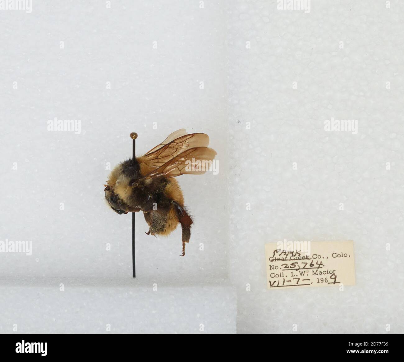Park, Colorado, États-Unis, Bombus (Subterraneobombus) appositus Cresson, 1878, Animalia, Arthropoda, Insecta, Hyménoptères, Apidae, Apinae Banque D'Images