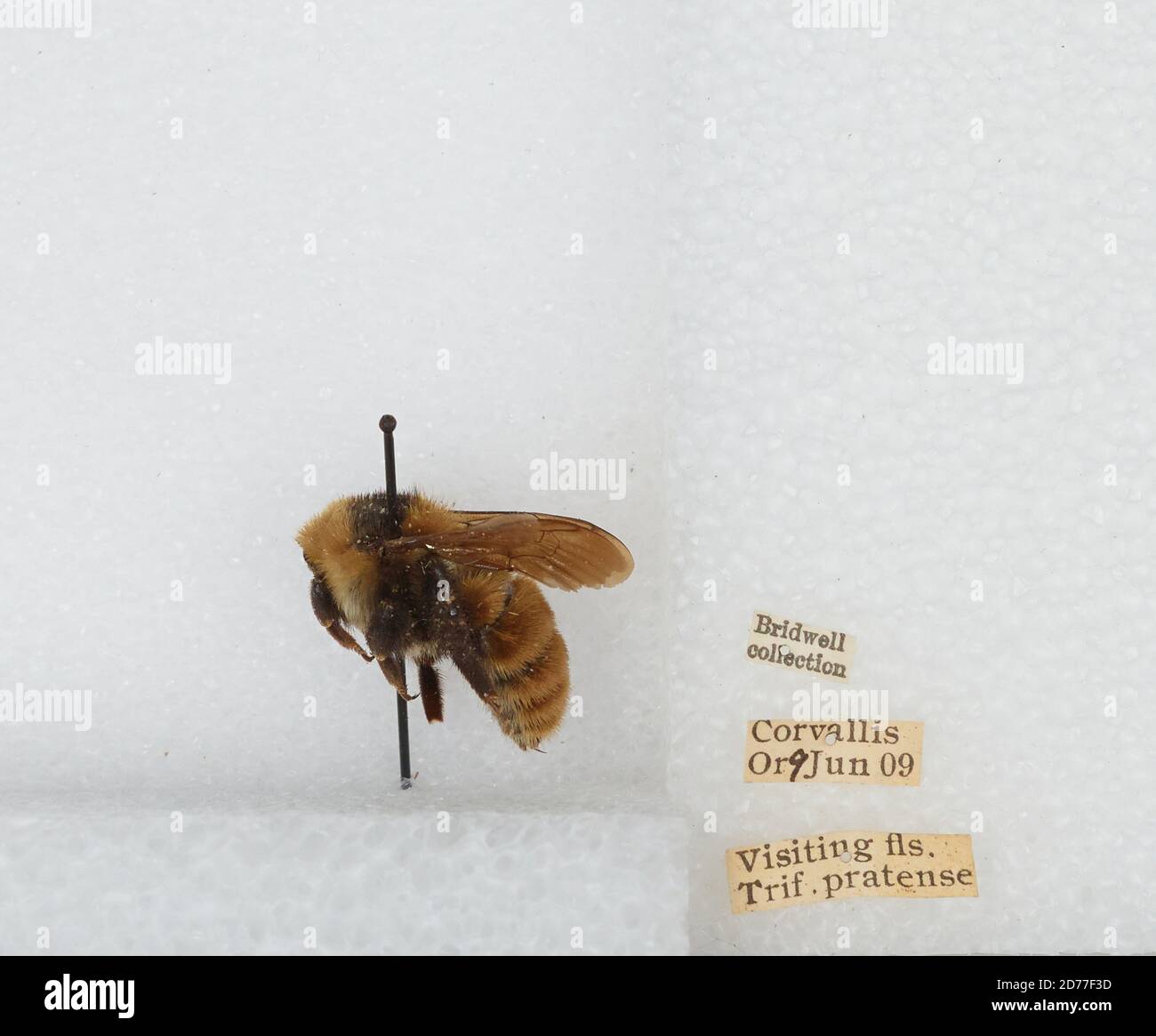 Corvallis, Benton, Oregon, États-Unis, Bombus (Subterraneobombus) appositus Cresson, 1878, Animalia, Arthropoda, Insecta, Hyménoptères, Apidae, Apinae Banque D'Images