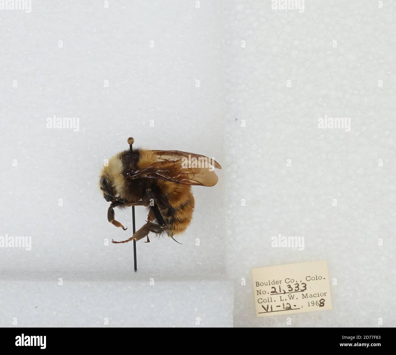 Boulder, Colorado, États-Unis, Bombus (Subterraneobombus) appositus Cresson, 1878, Animalia, Arthropoda, Insecta, Hyménoptères, Apidae, Apinae Banque D'Images