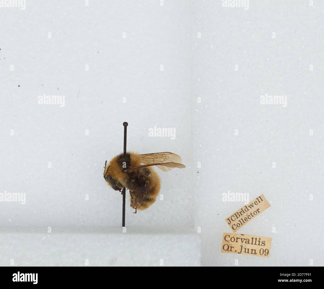 Corvallis, Benton, Oregon, États-Unis, Bombus (Subterraneobombus) appositus Cresson, 1878, Animalia, Arthropoda, Insecta, Hyménoptères, Apidae, Apinae Banque D'Images