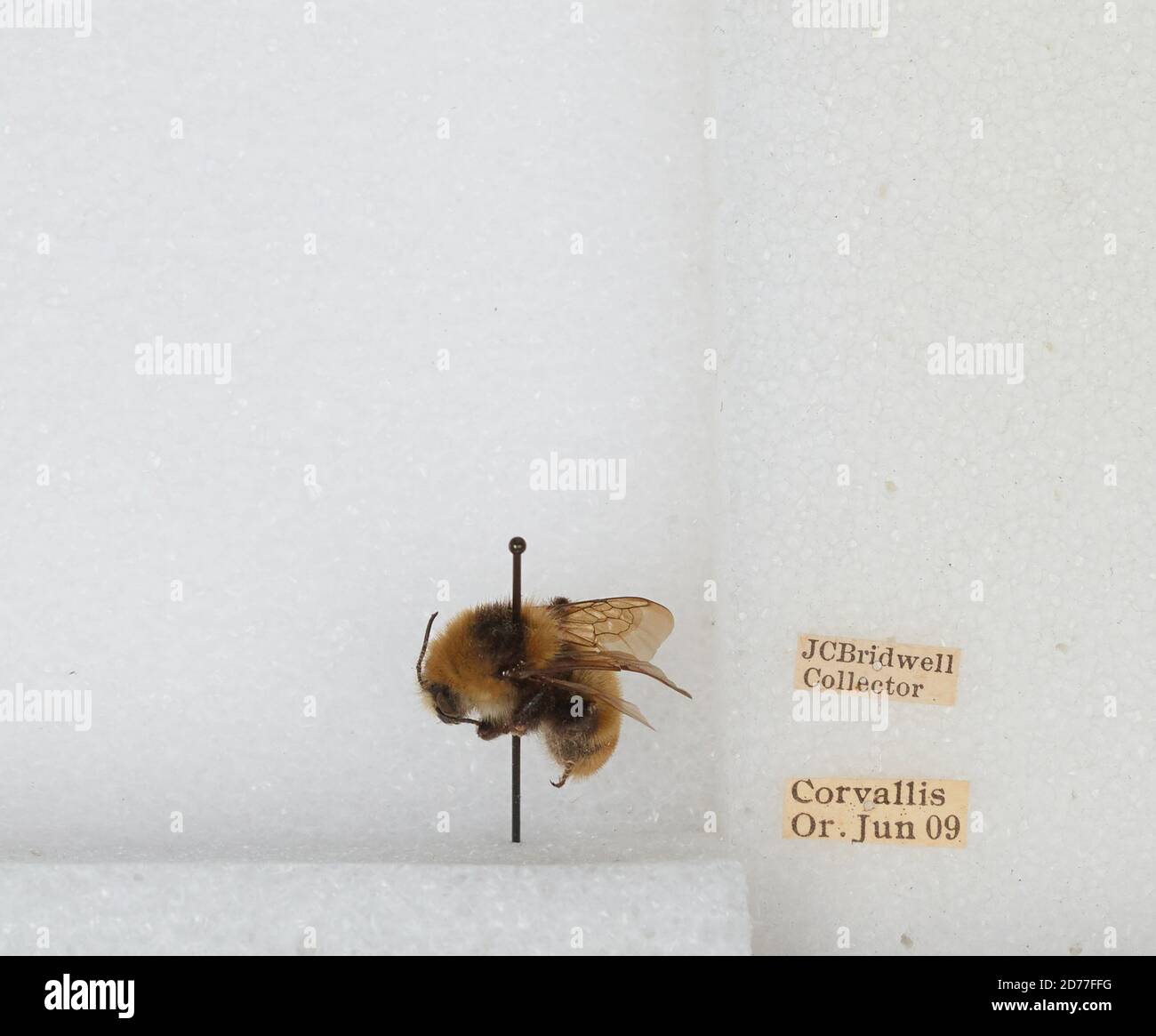 Corvallis, Benton, Oregon, États-Unis, Bombus (Subterraneobombus) appositus Cresson, 1878, Animalia, Arthropoda, Insecta, Hyménoptères, Apidae, Apinae Banque D'Images