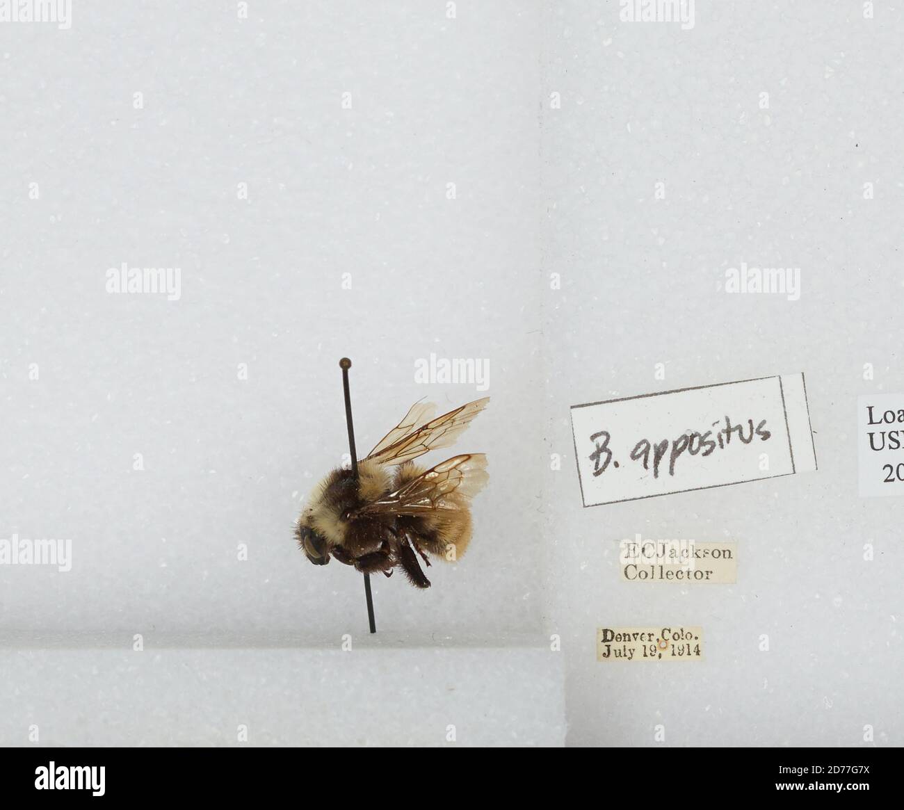 Denver, Colorado, États-Unis, Bombus (Subterraneobombus) appositus Cresson, 1878, Animalia, Arthropoda, Insecta, Hyménoptères, Apidae, Apinae Banque D'Images