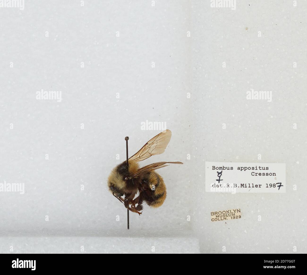 Bombus (Subterraneobombus) apposituus Cresson, 1878, Animalia, Arthropoda, Insecta, Hyménoptères, Apidae, Apinae Banque D'Images