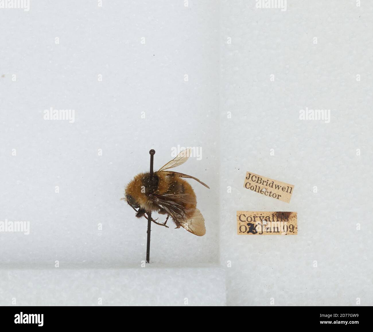 Corvallis, Benton, Oregon, États-Unis, Bombus (Subterraneobombus) appositus Cresson, 1878, Animalia, Arthropoda, Insecta, Hyménoptères, Apidae, Apinae Banque D'Images