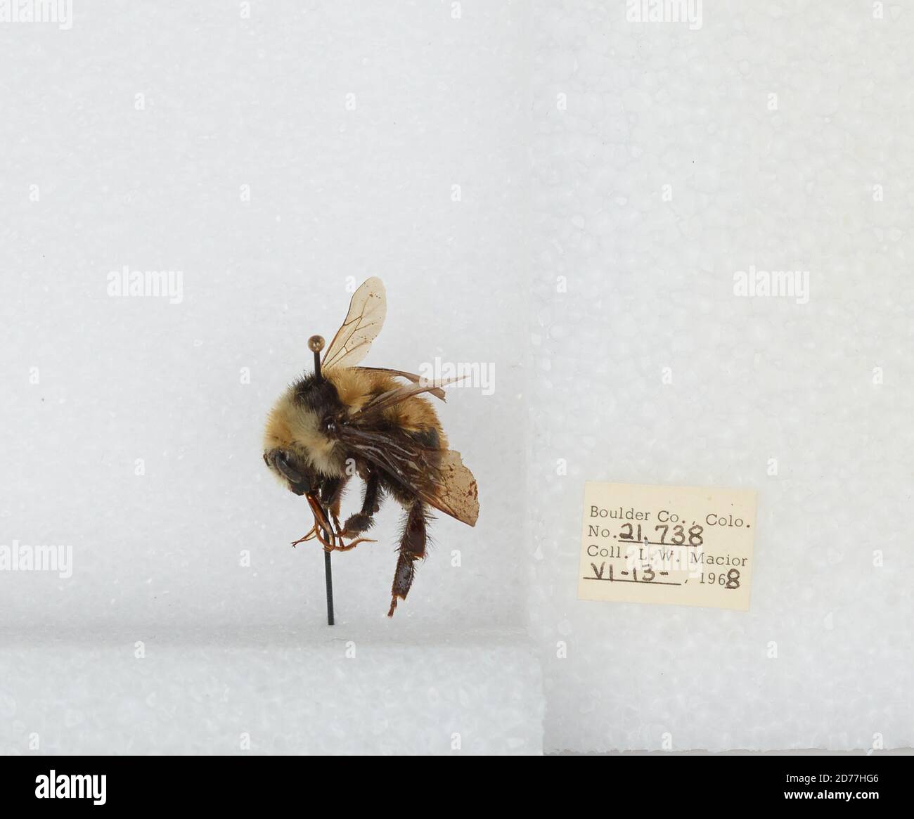 Boulder, Colorado, États-Unis, Bombus (Subterraneobombus) appositus Cresson, 1878, Animalia, Arthropoda, Insecta, Hyménoptères, Apidae, Apinae Banque D'Images