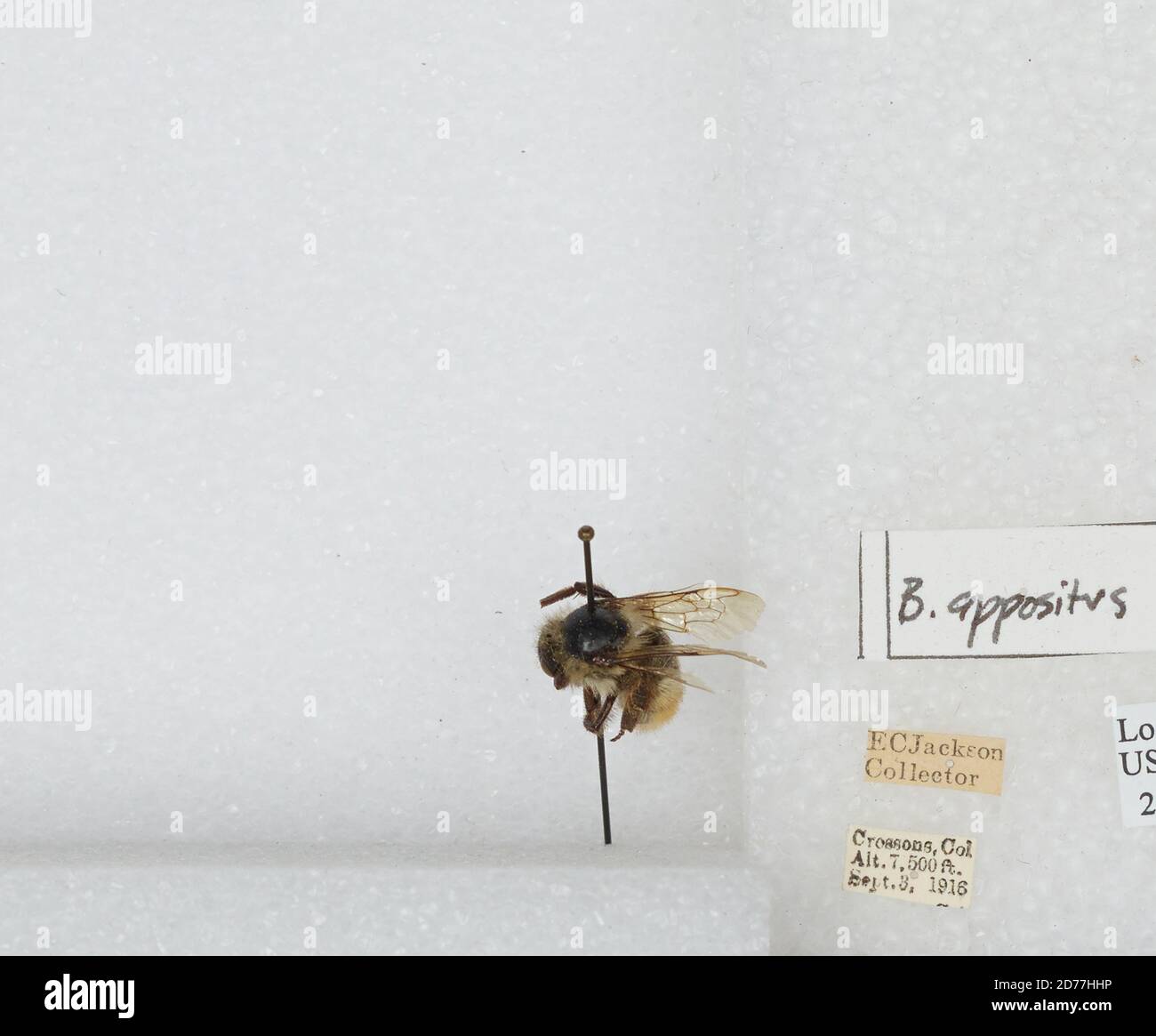 Crossons, Jefferson, Colorado, États-Unis, Bombus (Subterraneobombus) appositus Cresson, 1878, Animalia, Arthropoda, Insecta, Hyménoptères, Apidae, Apinae Banque D'Images