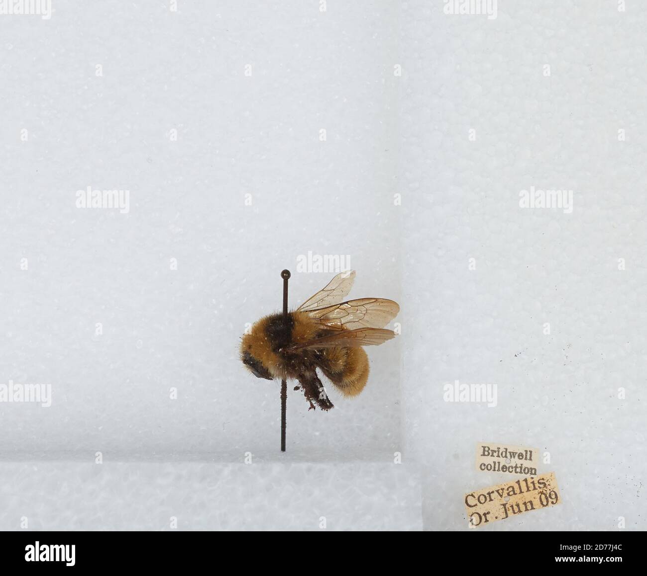 Corvallis, Benton, Oregon, États-Unis, Bombus (Subterraneobombus) appositus Cresson, 1878, Animalia, Arthropoda, Insecta, Hyménoptères, Apidae, Apinae Banque D'Images