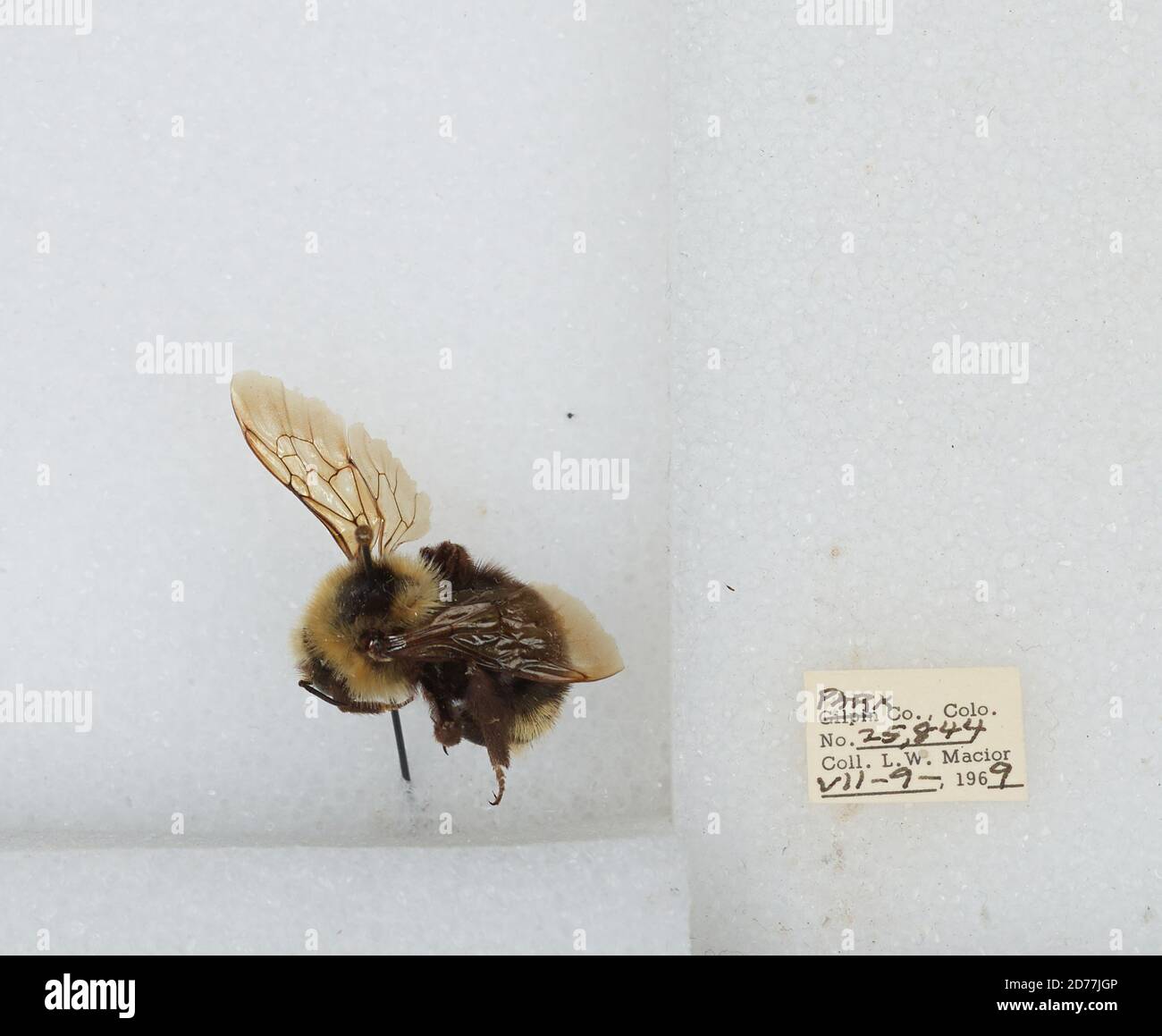 Park, Colorado, États-Unis, Bombus (Psithyrus) insularis (Smith), Animalia, Arthropoda, Insecta, Hyménoptères, Apidae, Apinae Banque D'Images