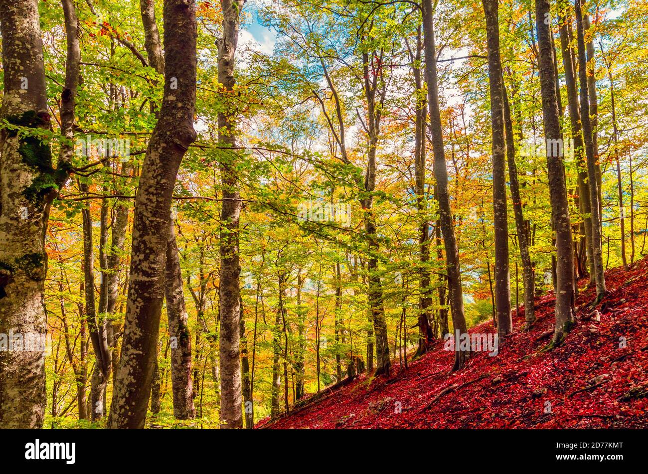 Paysage d'automne dans les montagnes. Scène automnale de montagne avec arbres colorés dans la forêt Banque D'Images