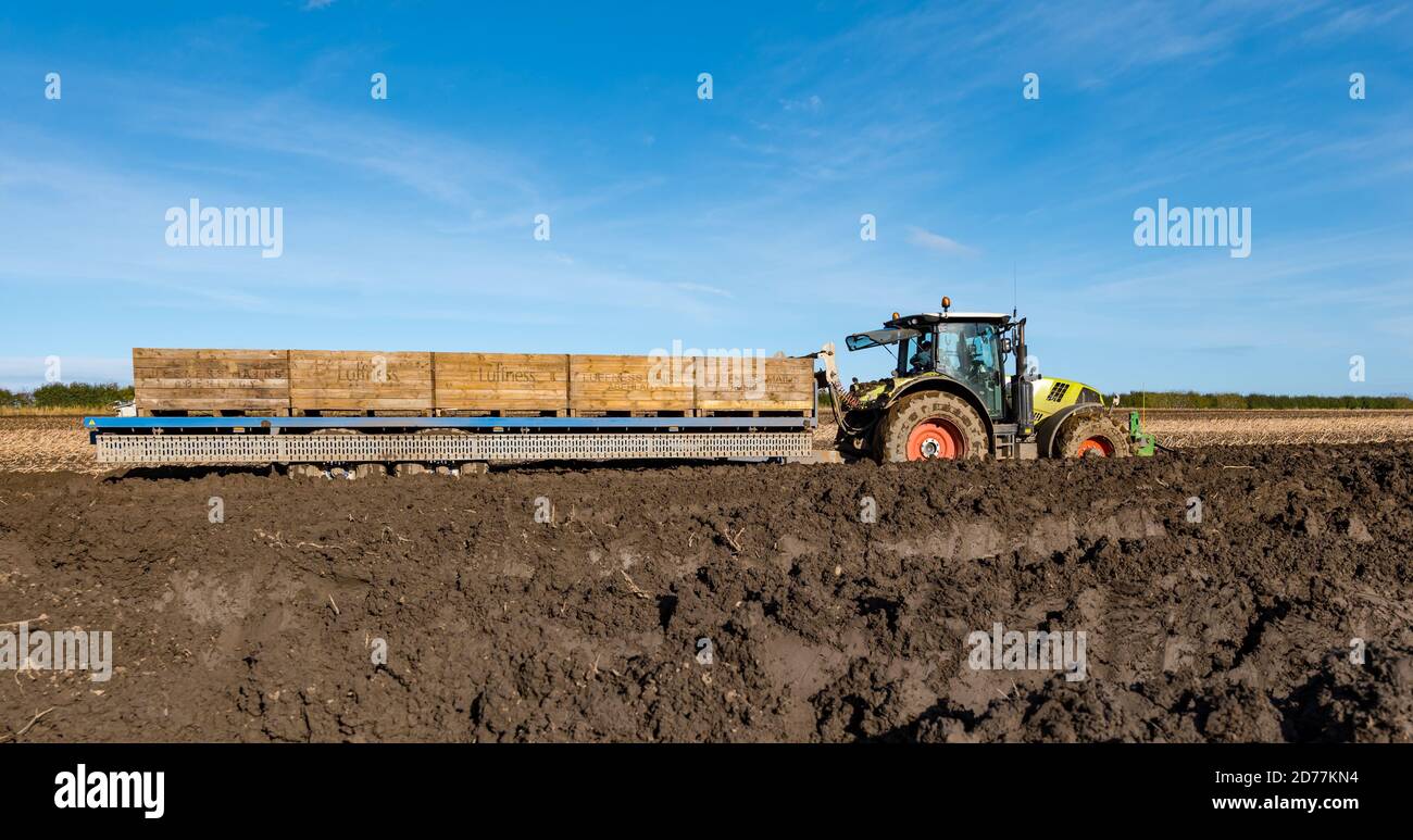 Luffness mains Farm, East Lothian, Écosse, Royaume-Uni, 21 octobre 2020. Dernière récolte de pommes de terre : avec une chute récente de 100 mm de pluie, une récolteuse de pommes de terre automotrice est louée à plus de 300 £ l'heure pour faire face à des conditions boueuses. Ce dernier champ sera récolté d'ici vendredi avec 10 hectares donnant 600 tonnes de pommes de terre Maris Piper. Le coût de la location l'emporte sur le profit et la demande de pommes de terre a séché pendant le confinement avec des points de restauration fermés. Un tracteur se coince dans la boue épaisse Banque D'Images