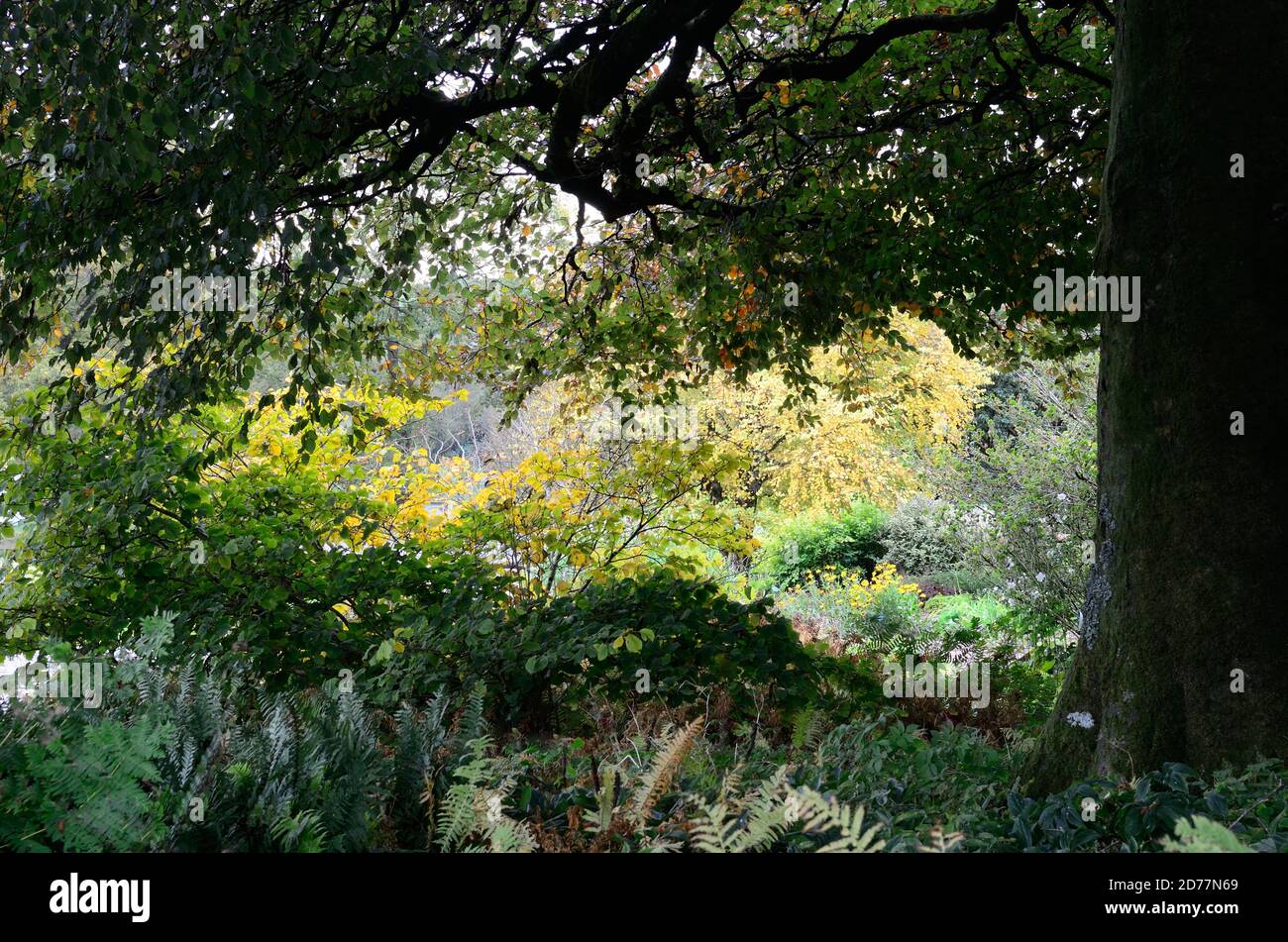 Lumière qui brille à travers les arbres lors d'une promenade dans les bois en automne Carmarthenshire pays de Galles Royaume-Uni Banque D'Images
