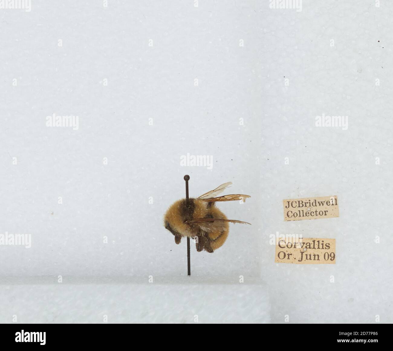 Corvallis, Benton, Oregon, États-Unis, Bombus (Subterraneobombus) appositus Cresson, 1878, Animalia, Arthropoda, Insecta, Hyménoptères, Apidae, Apinae Banque D'Images