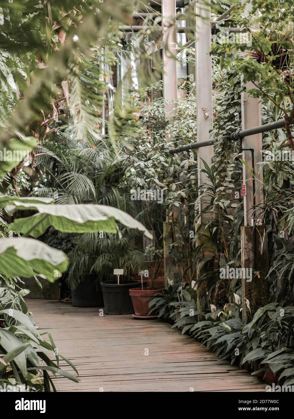 Vue sur une vieille serre tropicale avec plantes à feuilles persistantes, palmiers, lianas Banque D'Images