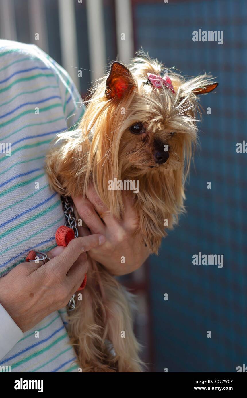 Une femme de 70-75 ans tient un chien terrier du Yorkshire de 11 ans dans ses bras. Randonnée en plein air avec votre adorable animal de compagnie. Style de vie. Banque D'Images