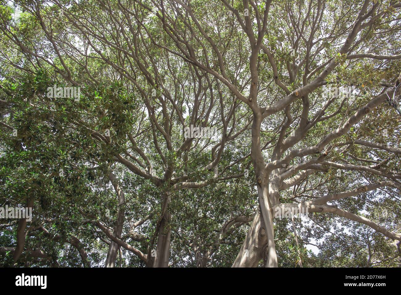 Palerme: Raccourcissement du feuillage de la monumentale Ficus macrophylla sur la Piazza Marina Banque D'Images