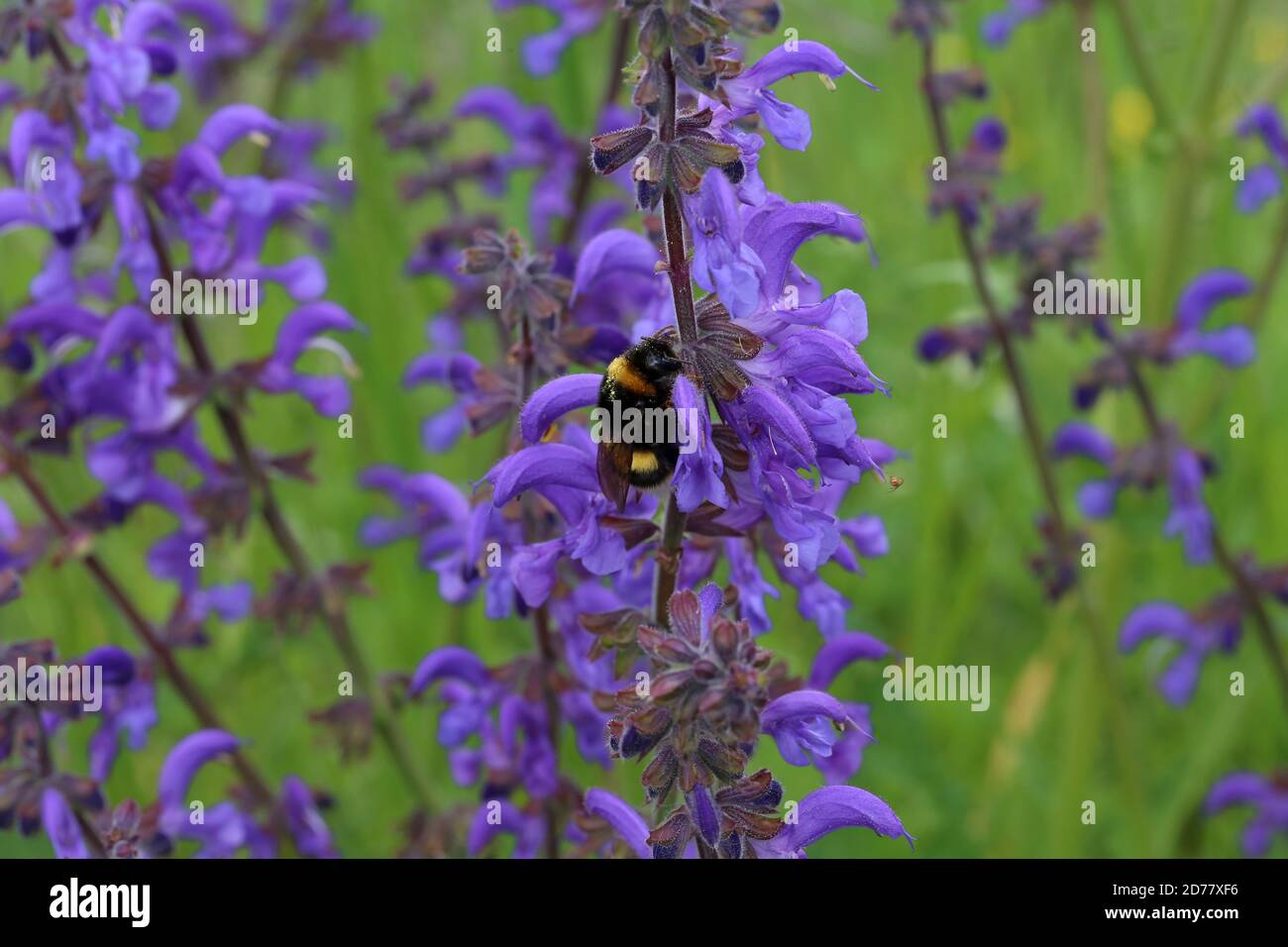 Gros plan de bumblebee déchiqueté bumblebee buvant le nectar de belle fleurs violettes Banque D'Images