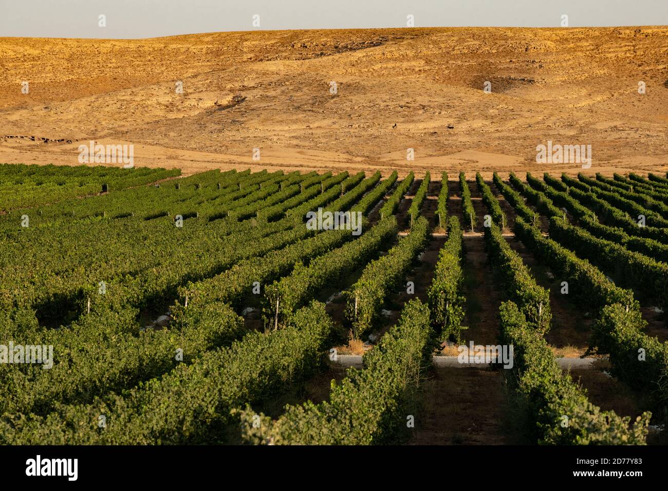 Agriculture du désert photographiée dans le désert du Néguev, Israël Banque D'Images