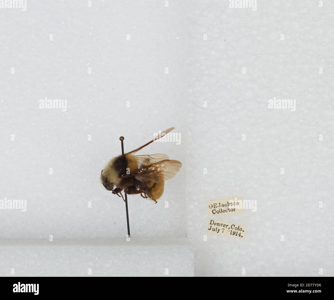 Denver, Colorado, États-Unis, Bombus (Subterraneobombus) appositus Cresson, 1878, Animalia, Arthropoda, Insecta, Hyménoptères, Apidae, Apinae Banque D'Images