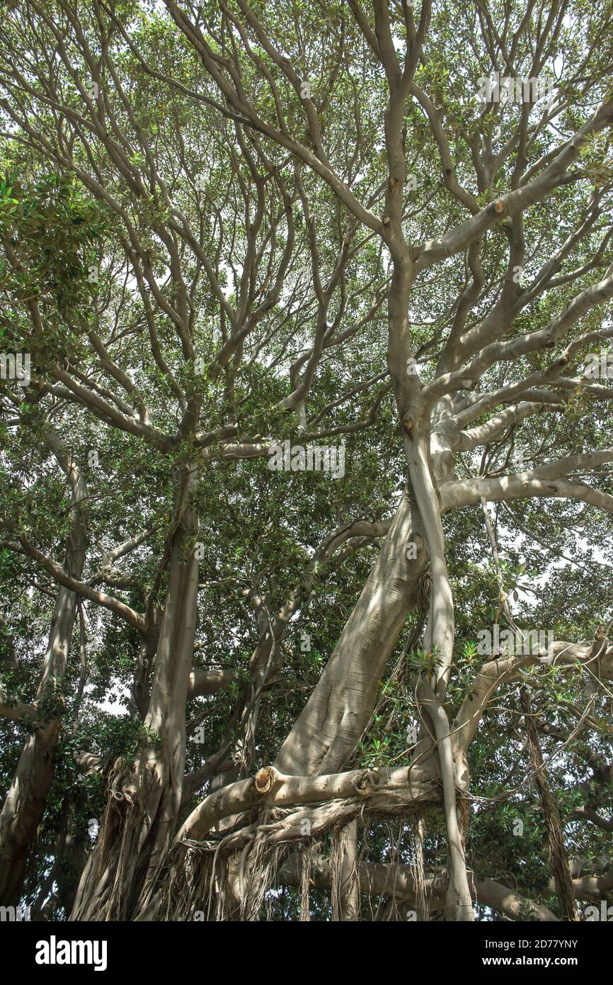 Palerme: Raccourcissement du feuillage de la monumentale Ficus macrophylla sur la Piazza Marina Banque D'Images