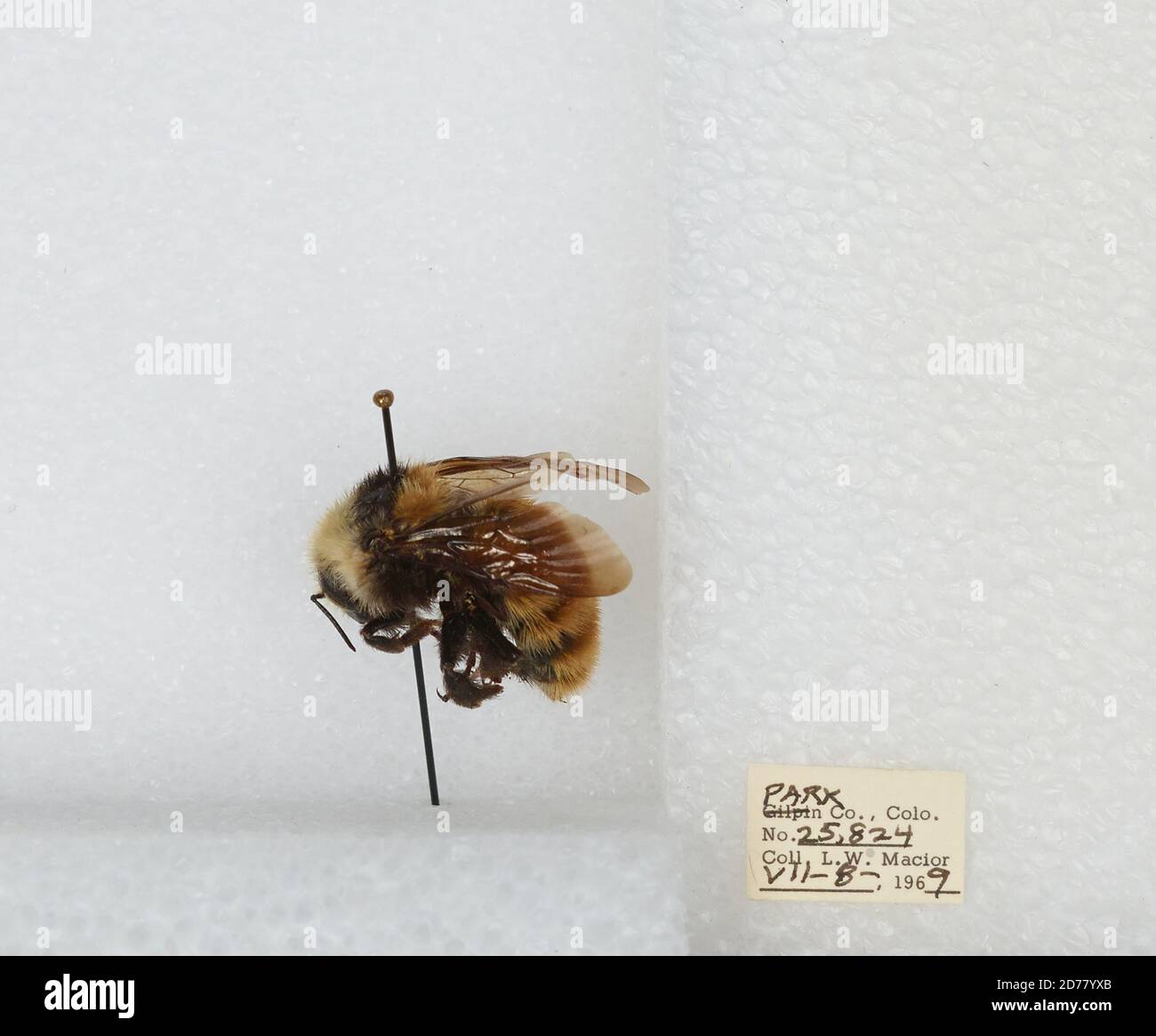 Park, Colorado, États-Unis, Bombus (Subterraneobombus) appositus Cresson, 1878, Animalia, Arthropoda, Insecta, Hyménoptères, Apidae, Apinae Banque D'Images