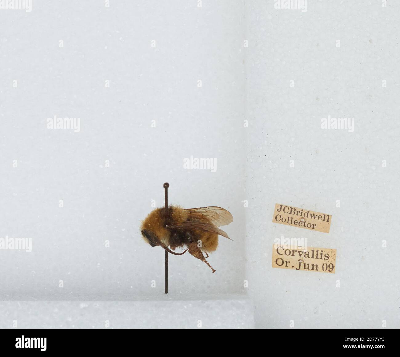 Corvallis, Benton, Oregon, États-Unis, Bombus (Subterraneobombus) appositus Cresson, 1878, Animalia, Arthropoda, Insecta, Hyménoptères, Apidae, Apinae Banque D'Images