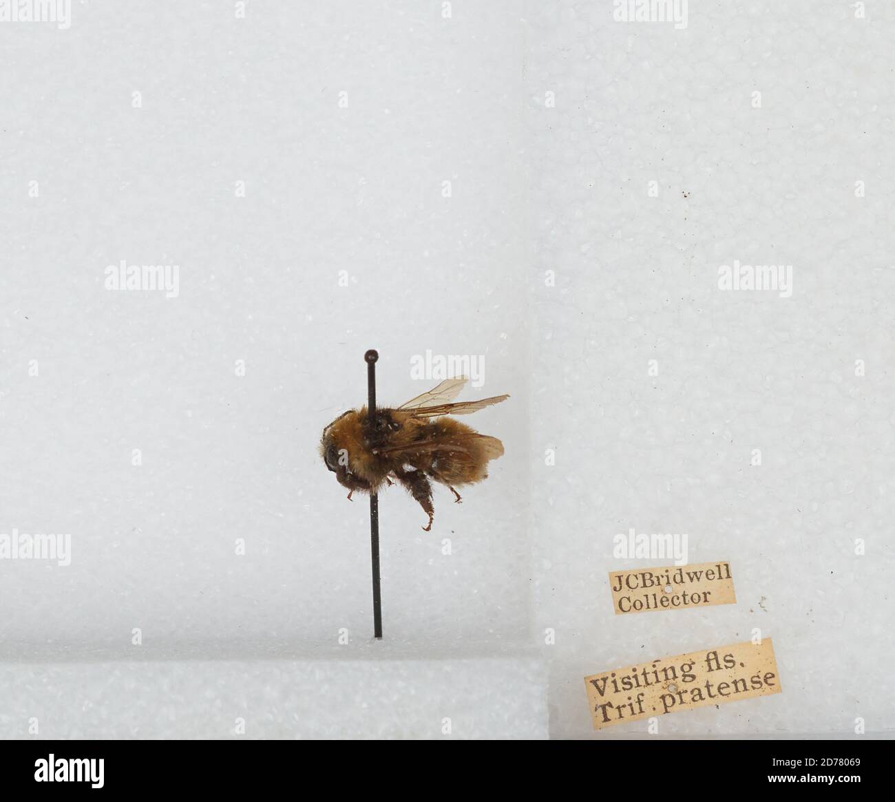 Bombus (Subterraneobombus) apposituus Cresson, 1878, Animalia, Arthropoda, Insecta, Hyménoptères, Apidae, Apinae Banque D'Images